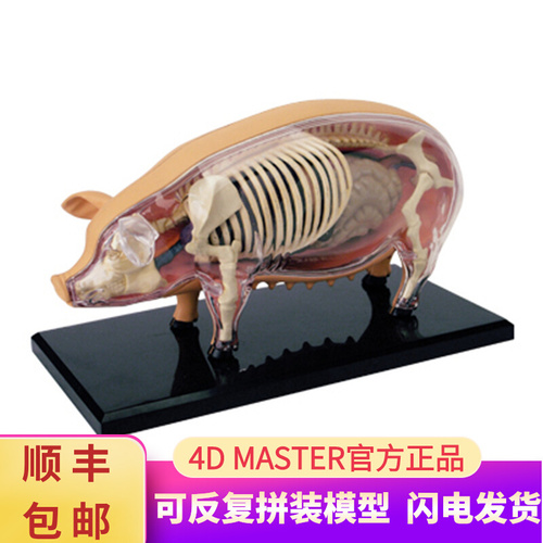 인체 모형 4D 마스터 퍼즐 동물 바이오 돼지-624160