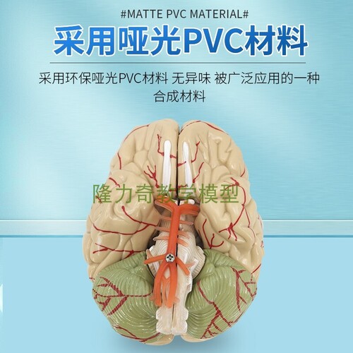 인체 모형 인간 뇌 해부 모형 뇌 구조 모형 뇌 모형 뇌동맥 모형 뇌-624140