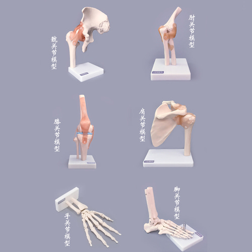 인체 모형 인체관절 모형 금형 팔꿈치 발목뼈 어깨 무릎관절-624179