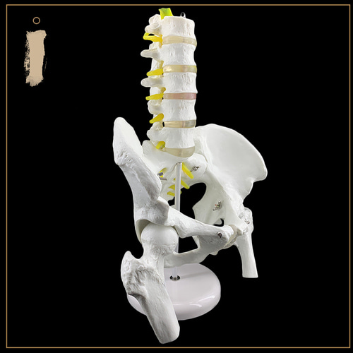 인체 모형 골반모형 오절요추척추모형 인체골격모형 대퇴골-624190