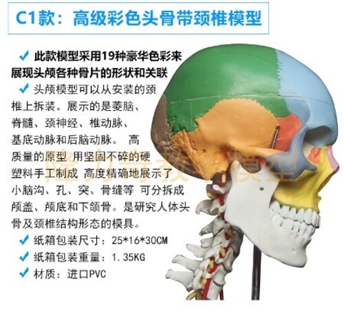 인체 모형 미술예용 가장 표준적인 컬러 파티션 두개골 표본 모형-624141