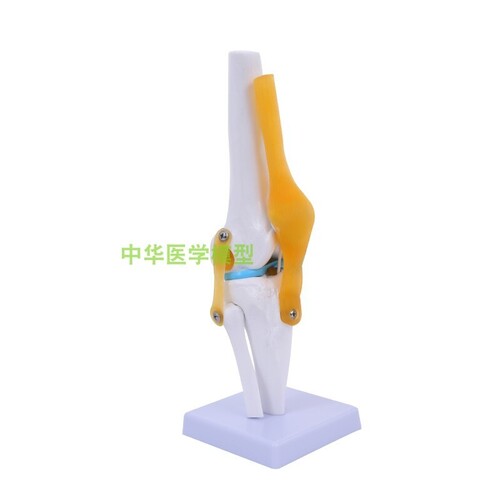 인체 모형 무릎관절 모형 부인대 인체골격 교습 기능연습 어깨경부 능선-624154