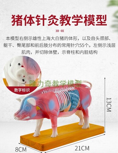 인체 모형 돼지 몸통 침술 모형 동물 해부 모형 경혈-624143