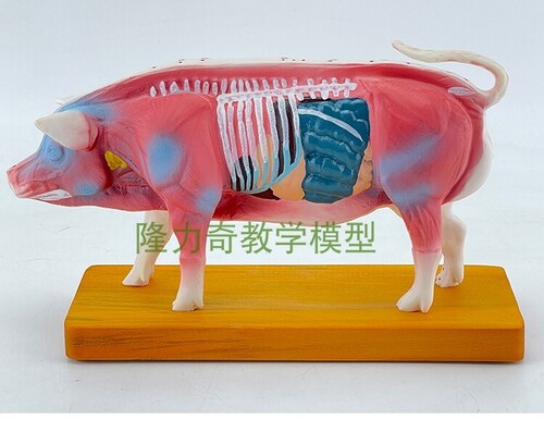 인체 모형 돼지 몸통 침술 모형 동물 해부 모형 경혈-624143