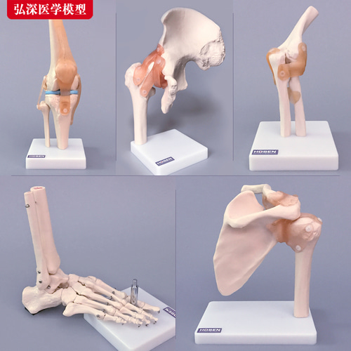 인체 모형 인체관절 모형 금형 팔꿈치 발목뼈 어깨 무릎관절-624179
