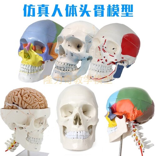 인체 모형 미술예용 가장 표준적인 컬러 파티션 두개골 표본 모형-624141