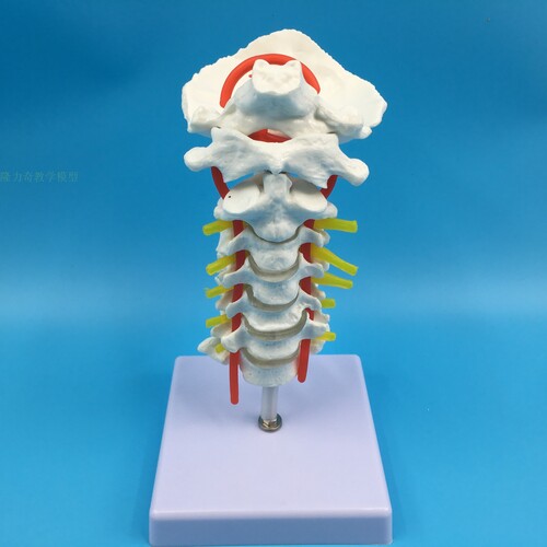 인체 모형 1:1 인체경추대신경모형 척추골격모형-624145
