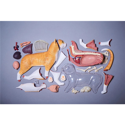 인체 모형 4D 마스터 조립완구 동물모방 생물 닭 고양이 개 곰 고래상어-624168