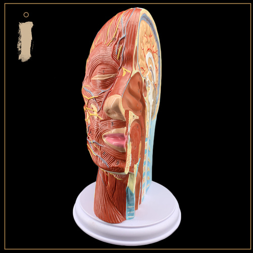 인체 모형 시상단층 해부 두경부 이비인후과 모형 뇌모형-624195
