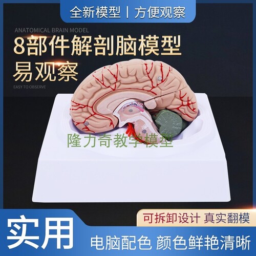 인체 모형 인간 뇌 해부 모형 뇌 구조 모형 뇌 모형 뇌동맥 모형 뇌-624140