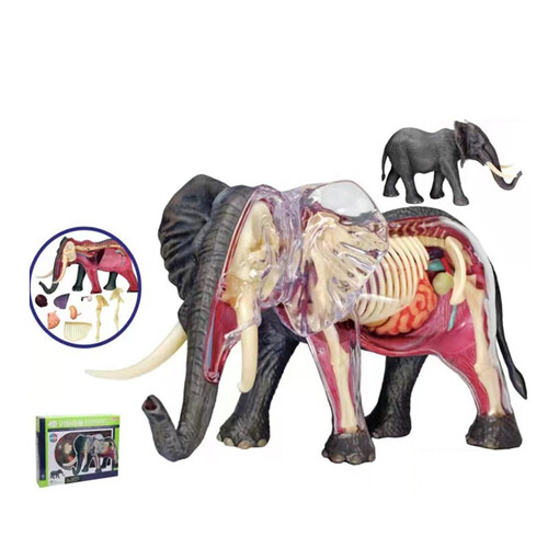 인체 모형 4D 마스터 아시아 코끼리 동물의 내장기관 해부모델-624172
