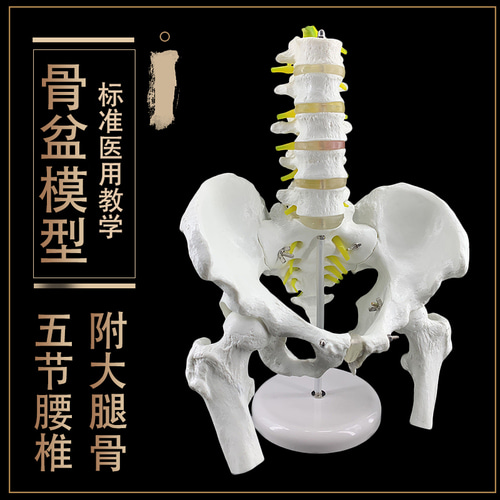 인체 모형 골반모형 오절요추척추모형 인체골격모형 대퇴골-624190