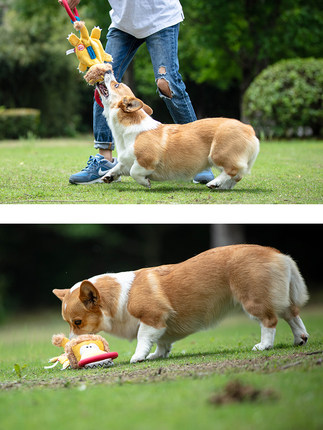 강아지 애견 장난감 GiGwi는 강아지 인형인 링 시뮬레이션 뽀글이 고무 장난감이 깨물어 이가 가는 것을 잘 탄다.-574592