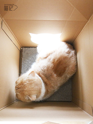 고양이집  우유박스 고양이 캣츠고양이굴 벙어리 종이박스 집 고양이 박스집손질기 고양이-575803