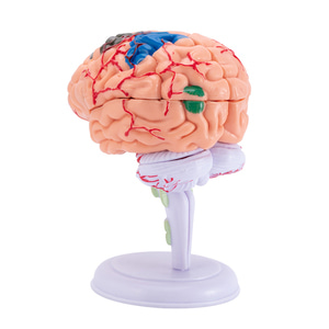인체 모형 4d 뇌 모형 탈부착 가능한 소뇌 해부 장기 구조-624198