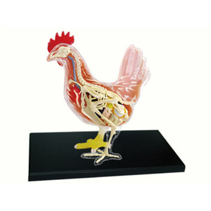 인체 모형 4D 마스터 퍼즐 동물 바이오 닭고기-624163
