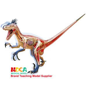 인체 모형 4D 마스터 퍼즐 동물 공룡 대신 랩터-624176