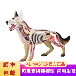 인체 모형 4D 마스터 늑대개 왕싱 인간 동물 장기 해부 모델-624162