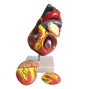 인체 모형 심장해부 모델 B초채색 초음파 몰드 대심장 확대 탈부착-624188