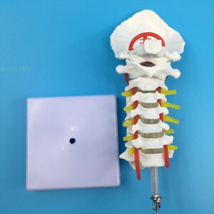인체 모형 1:1 인체경추대신경모형 척추골격모형-624145