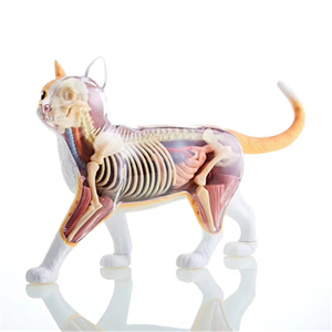 인체 모형 4D 마스터 흑백 고양이 동물의 내장골격기관 해부-624153